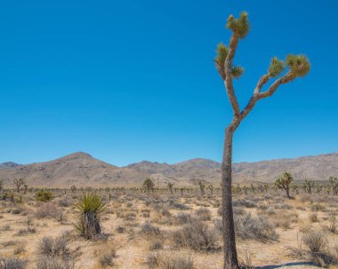 Joshua Tree Ulusal Ormanı - Çöller, çalılar, yukka ağaçları ve Joshua ağaçları içeren bir parkın manzarası
