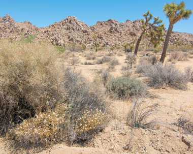 Joshua Tree Ulusal Ormanı - Çöller, çalılar, yukka ağaçları ve Joshua ağaçları içeren bir parkın manzarası