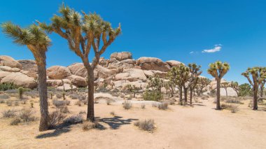 Joshua Tree Ulusal Ormanı - Çöller, çalılar, yukka ağaçları ve Joshua ağaçları içeren bir parkın manzarası