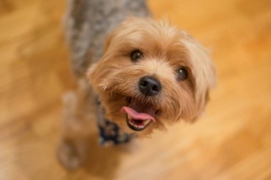 Yorkshire Teriyer portresi - saf cins - büyük birey