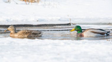 Yukarı Ortabatı 'da buzlu derede yüzen yaban ördekleri