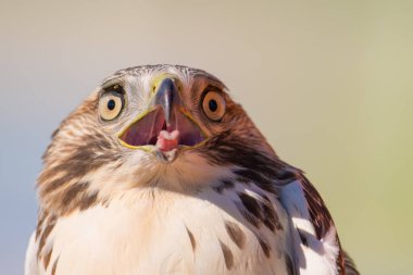 Duluth, Minnesota 'da sonbahar göçleri sırasında Hawk Ridge Kuş Gözlemevi' nde keskin zekalı bir çocuk şahin portresi olduğuna inanıyorum.