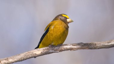 Kuzey Minnesota 'daki Saksafon-Zim bataklığında çekilen bir dalda akşam grosgagası.