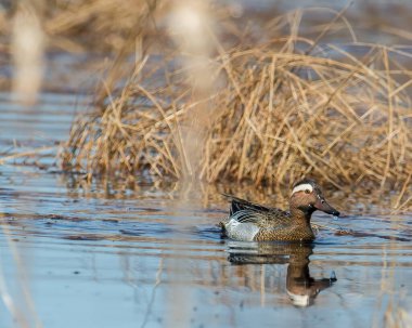 Kuzey Wisconsin 'deki Crex Meadows Yaban Hayatı Bölgesi' ndeki Garganey ördeği - son derece nadir - Wisconsin 'de bu türün bilinen ilk ve tek bireyi - bahar göçleri sırasında bulunmuştur.