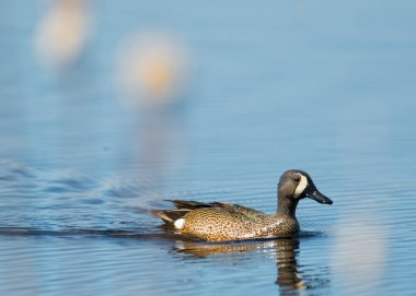 Kuzey Wisconsin 'deki Crex Meadows Vahşi Yaşam Bölgesi' nde bahar kuşu göçleri sırasında bulanık kuyruklu / kamışlı gölde mavi kanatlı deniz mavisi yüzer.