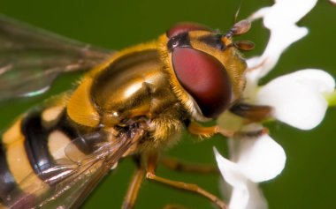 Macro, Kuzey Minnesota 'daki Gunflint Yolu' ndan alınan büyük bir çiçek sineği türünün detaylı görüntüsü.