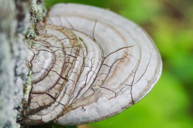 Ağaç kabuğundan sarkan raf fügleri - kertenkelelerle ağaç kabuğundan çıkan gri ve kahverengi mantarlar - Vali Knowles Eyalet Ormanı 'ndan alınan sığ alan derinliği ile seçici odak