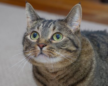 Mutlu bir kedinin şirin kedi portresi