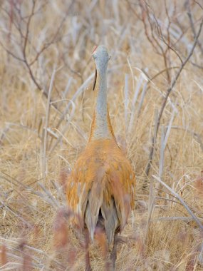 Kuzey Wisconsin 'deki Crex Meadows Vahşi Yaşam Bölgesi' nde baharın başlarında çekilmiş kumlu bir vincin arkasında kahverengi otlarla kamufle edildi.
