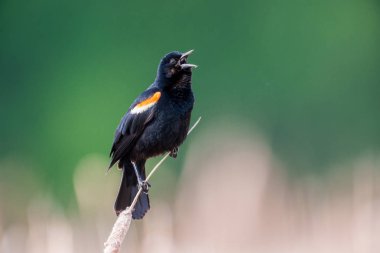 Kırmızı kanatlı karatavuk Minnesota 'daki Wood Lake Doğa Merkezi' nden arıyor.