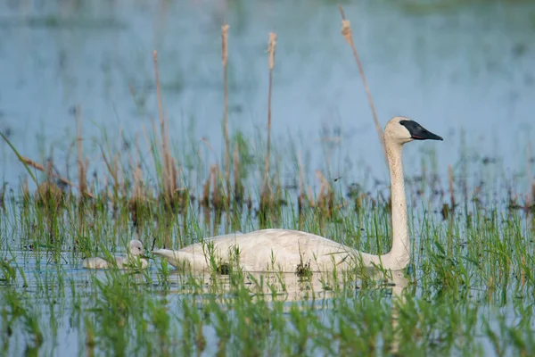 A trumpeter swan parent on a beautiful sunny spring  day - with their cute baby cygnets - taken in the Crex Meadows Wildlife Area in Northern Wisconsin