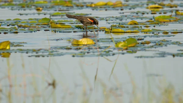 Red Winged Blackbird Hunting Feeding Lily Pads Lake Summer Crex — Stock Photo, Image