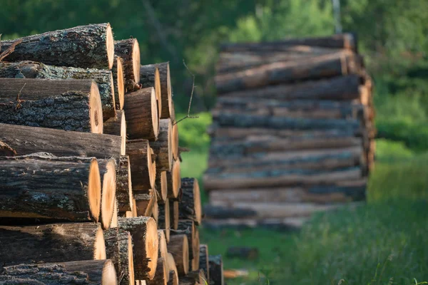 Piles Stacked Logged Trees Governor Knowles State Forest Northern Wisconsin — Stock Photo, Image