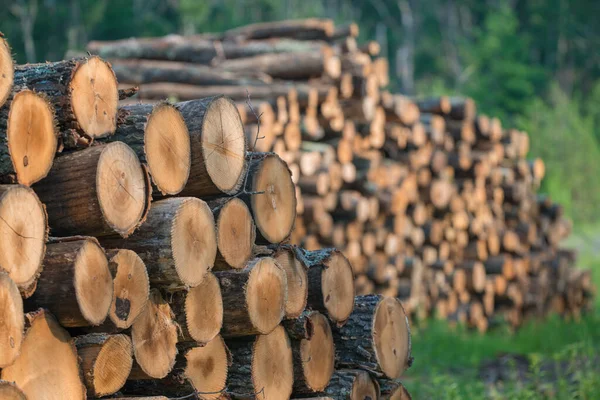 Piles Stacked Logged Trees Governor Knowles State Forest Northern Wisconsin — Stock Photo, Image