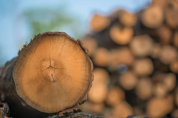 Piles Stacked Logged Trees Governor Knowles State Forest Northern Wisconsin — Stock Photo, Image