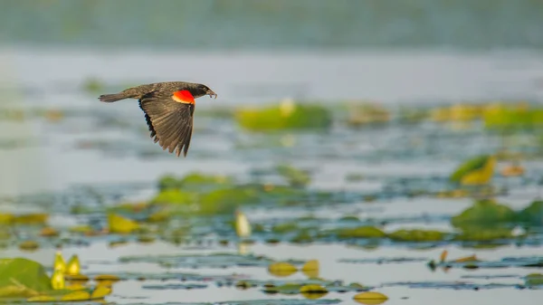 Red Winged Blackbird Flying Lily Pads Lake Summertime Crex Meadows — Stock Photo, Image