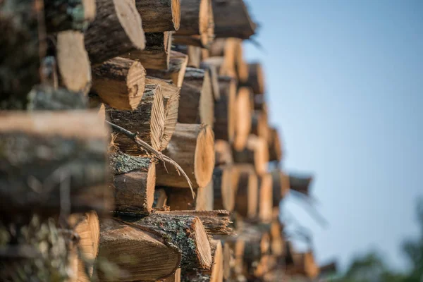 Piles Stacked Logged Trees Governor Knowles State Forest Northern Wisconsin — Stock Photo, Image