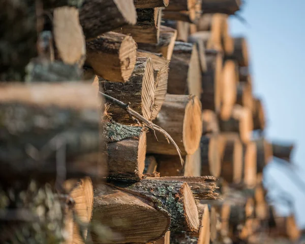 Piles Stacked Logged Trees Governor Knowles State Forest Northern Wisconsin — Stock Photo, Image