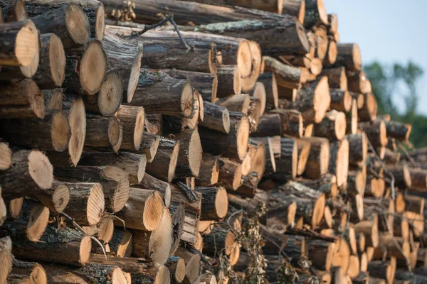 Piles Stacked Logged Trees Governor Knowles State Forest Northern Wisconsin — Stock Photo, Image