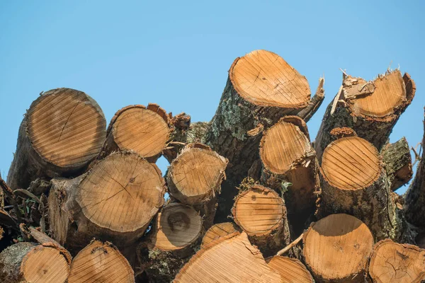 Piles Stacked Logged Trees Governor Knowles State Forest Northern Wisconsin — Stock Photo, Image