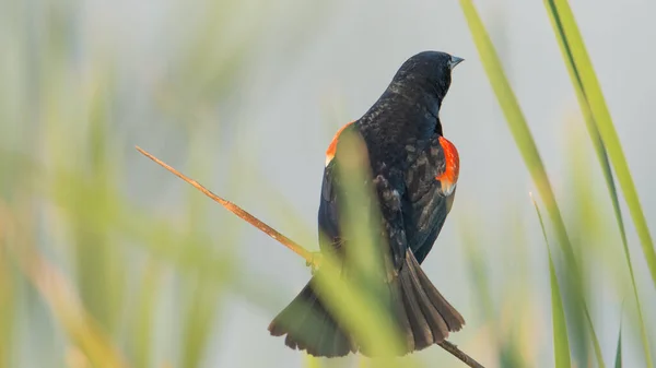 Red Winged Blackbird Perched Grasses Lake Summer Crex Meadows Wildlife — Stock Photo, Image