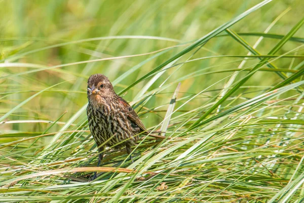 Female Red Winged Blackbird Hunted Insect Hanging Out Her Mouth — Stock Photo, Image