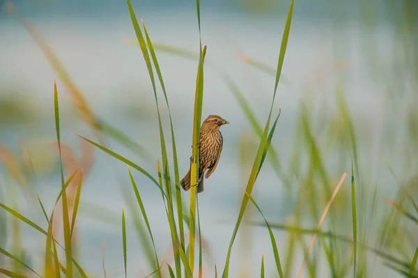 Kırmızı Kanatlı Dişi Karatavuk Ağzından Sarkan Böceklerle Birlikte Crex Meadows — Stok fotoğraf