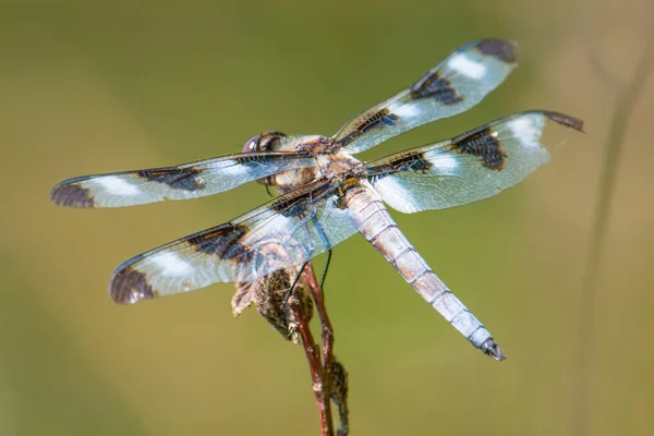 Wings Backside Skimmer Dragonfly Perched Hunting Trips Twig Beautiful Green — Stock Photo, Image