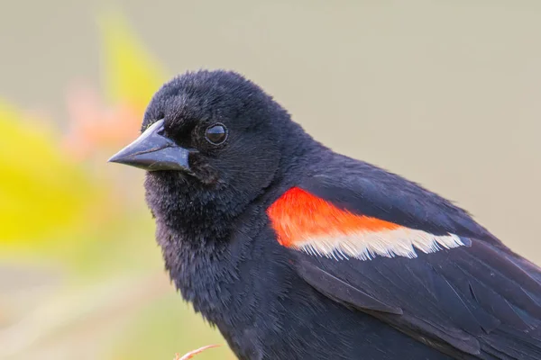 Red Winged Blackbird Closeup Portrait Perched Minnesota Valley Wildlife Refuge — Stock Photo, Image