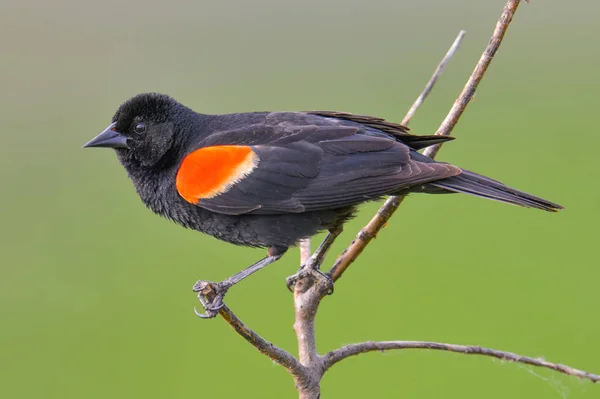 Κόκκινο Φτερωτό Πορτρέτο Blackbird Closeup Σκαρφαλωμένο Στο Καταφύγιο Άγριας Ζωής — Φωτογραφία Αρχείου