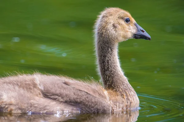 Detailliertes Porträt Der Kanadischen Gänsegeier Beim Schwimmen See Wood Lake — Stockfoto