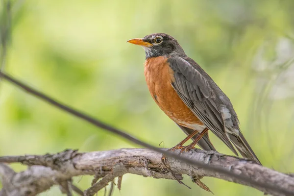 American Robin Portrait Perched Tree Branch Beautiful Sunlit Blurry Green — Stock Photo, Image