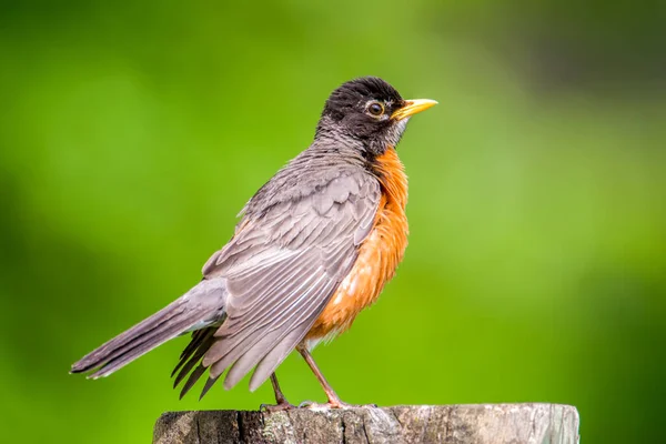 Closeup American Robin Portrait Smooth Green Background Great Detail Head — Stock Photo, Image