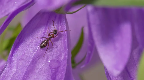 蚂蚁爬上紫色野花的特写镜头 蚂蚁的宏观细节 — 图库照片