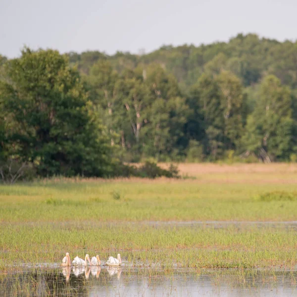 Geschwader Amerikanischer Pelikane Ruhen Sich Sommer Auf Dem Wasser Crex — Stockfoto