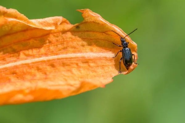 オレンジ色の葉に黒い甲虫種の閉鎖 ミネソタ州で撮影 — ストック写真