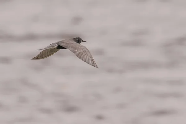 Black Tern Flying Hunting Cloudy Windy Day Crex Meadows Wildlife — Stock Photo, Image