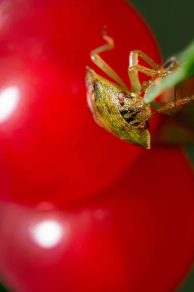 悪臭を放つバグ種の茂みからの赤い果実の極端なクローズアップ 極端なマクロの詳細 — ストック写真
