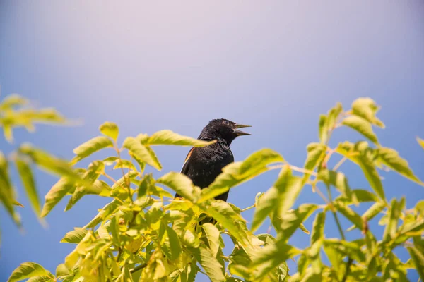 夏天的阳光下 红翼黑鸟在树上鸣叫 明尼苏达州明尼阿波利斯的西奥多沃思公园 — 图库照片