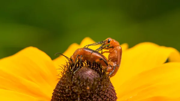 明尼苏达州西奥多沃思公园的一朵向日葵上 我认为是线虫水泡甲虫交配的大杂烩 — 图库照片