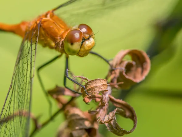 Вид Meadowhawk Dragonfly Екстримальний Масив Обличчя Очей Взятий Парку Теодора — стокове фото