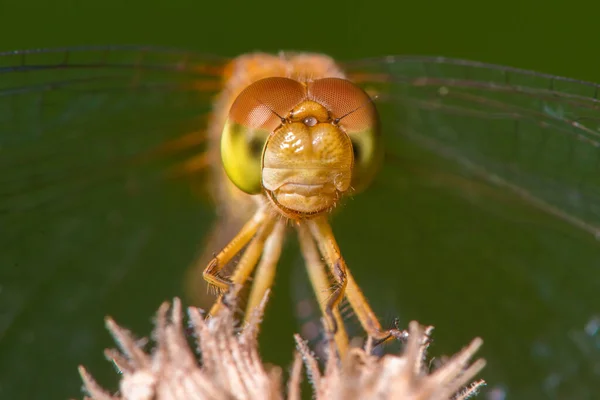 Especies Libélula Meadowhawk Primer Plano Extremo Cara Los Ojos Tomadas — Foto de Stock