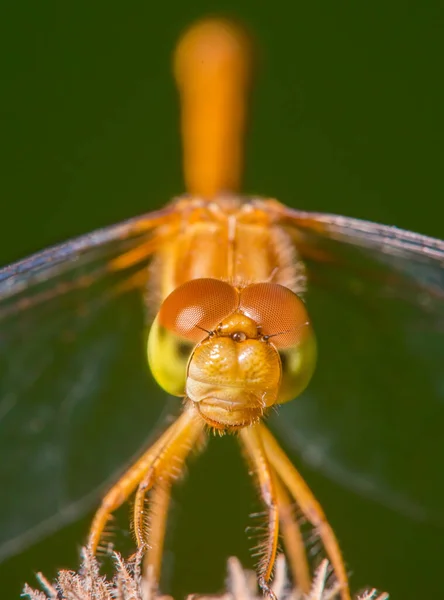 Especies Libélula Meadowhawk Primer Plano Extremo Cara Los Ojos Tomadas — Foto de Stock