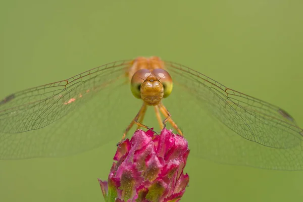 Especies Libélula Meadowhawk Primer Plano Extremo Cara Los Ojos Tomadas — Foto de Stock