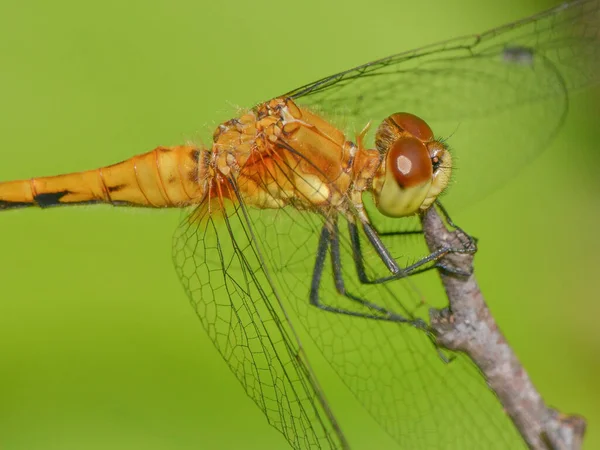 Вид Meadowhawk Dragonfly Гілці Крайня Кладка Голови Грудей Вид Середньому — стокове фото
