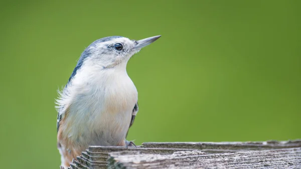 Closeup Nuthatch Peito Branco Alimentador Centro Visitantes Minnesota Valley National — Fotografia de Stock