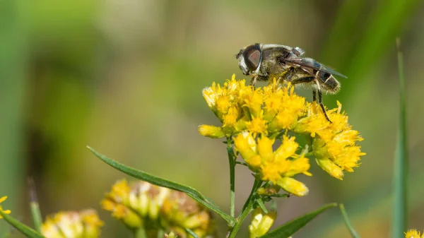 Kuzey Wisconsin 'deki Crex Meadows Vahşi Yaşam Bölgesi' nde altın çubuklu sarı çiçeklerdeki tüylü sinek türlerine aşırı yakın çekim - bileşik göz ayrıntıları