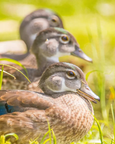 Baby Junge Waldenten Gras Der Nähe Von Auengewässern Des Minnesota — Stockfoto