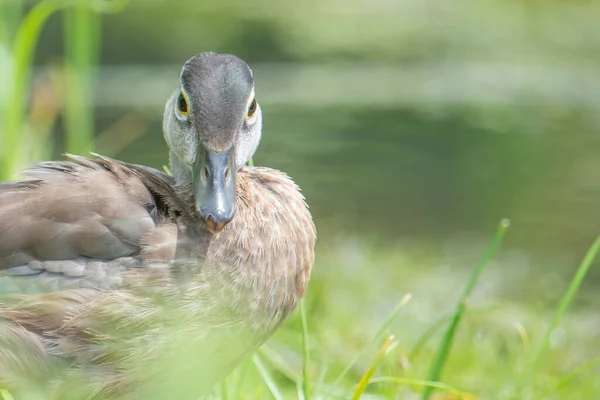 Baby Juvenile Wood Ducks Found Grass Floodplain Waters Minnesota River — Stock Photo, Image
