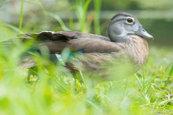 Baby Juvenile Wood Ducks Found Grass Floodplain Waters Minnesota River — Stock Photo, Image